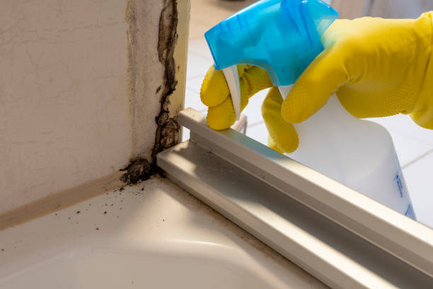 Why You Should Choose Our Mold Remediation Services in Bradford, PA